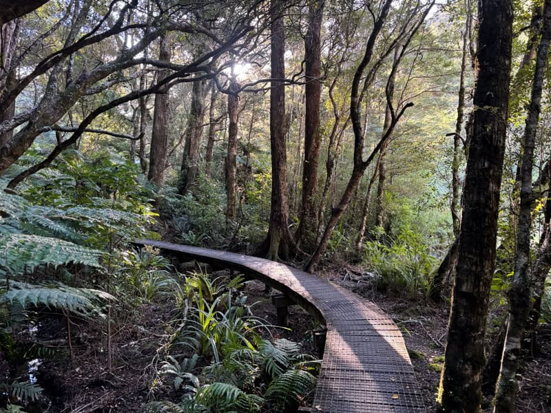atiwhakatu track boardwalk