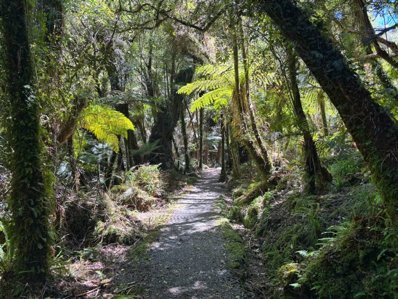 beautiful ferns on the munro creek track