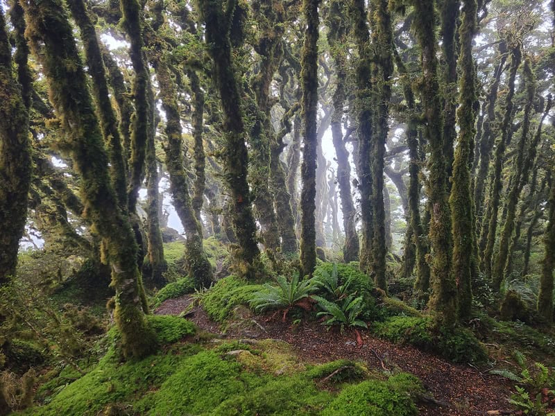 goblin forest remutaka forest park
