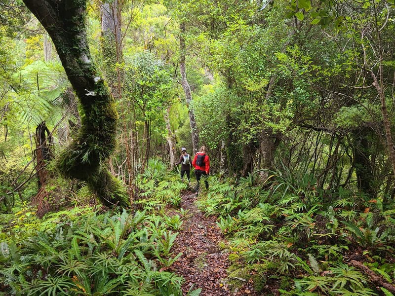 remutaka forest park trees