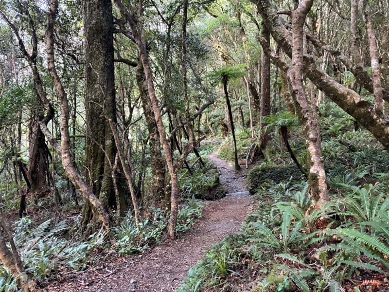 scenes on the atiwhakatu track