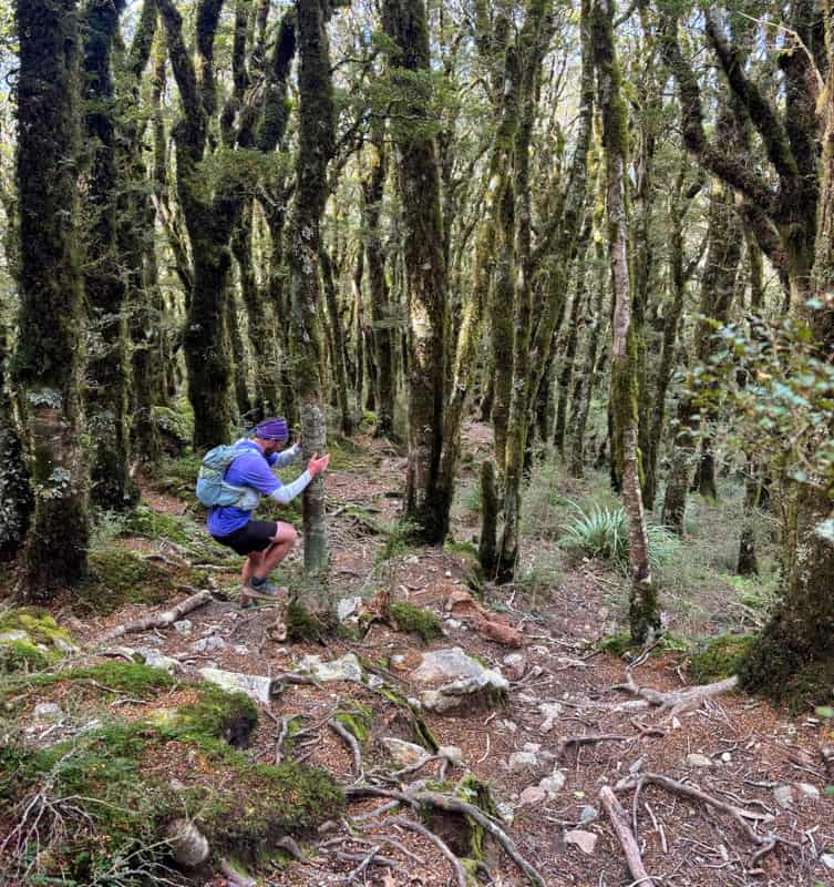 section between atiwhakatu hut and jumbo hut