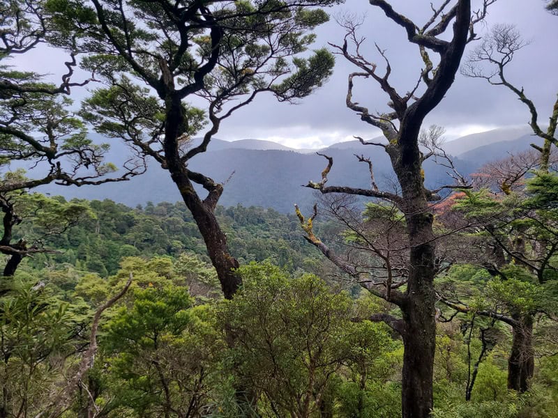 views of the forest in remutaka forest park