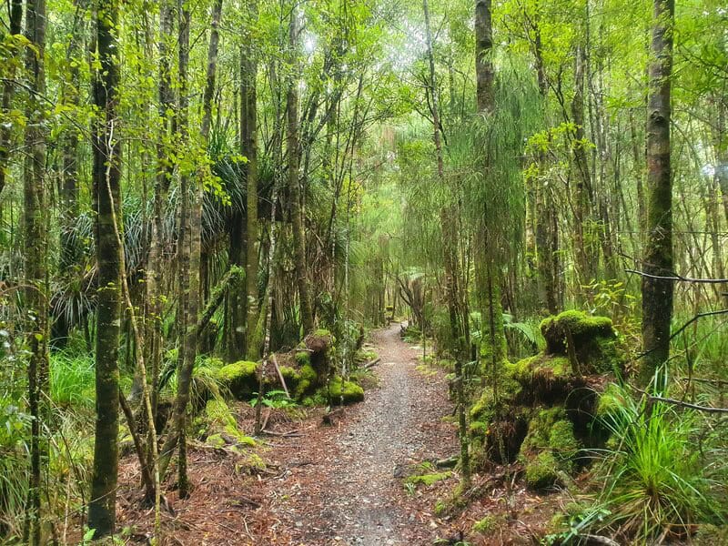 paparoa track forest