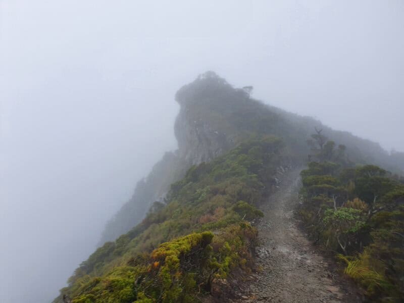 paparoa track ridgeline